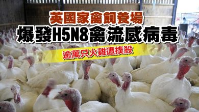 Photo of 英國家禽飼養場爆发H5N8禽流感病毒 逾萬只火雞遭撲殺