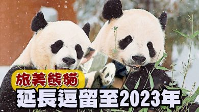 Photo of 旅美熊貓延長逗留至2023年