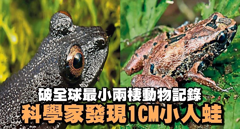 破全球最小兩棲動物記錄科學家發現1CM小人蛙| 國際| 2020-12-15 – 光明日报