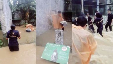 Photo of 大雨致國家動物園水災 員工涉水拯救小動物