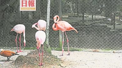 Photo of 檳飛禽公園週一重開 迎來粉紅火烈鳥吸客