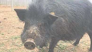 Photo of 西藏首批複製藏豬出生 有助應對非洲豬瘟威脅