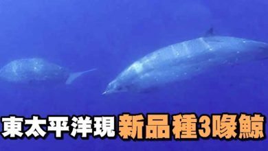 Photo of 東太平洋現新品種3喙鯨