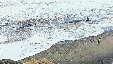 Photo of 10抹香鯨英海灘擱淺喪命