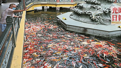 Photo of 新芭斗母宮錦鯉太多了 魚池爆滿別再放生