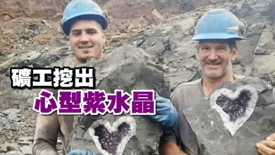Photo of 礦工挖出 心型紫水晶