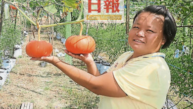Photo of 疫情加上雨季難開花 金瓜今年產量需求少