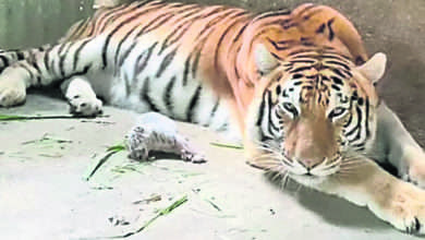 Photo of 尼加拉瓜動物園首誕白虎