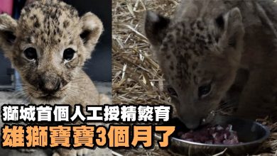 Photo of 獅城首個人工授精繁育 雄獅寶寶3個月了