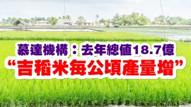 Photo of 慕達機構：去年總值18.7億   “吉稻米每公頃產量增”