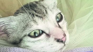 Photo of 【好野人在烏布】猫来旺