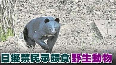 Photo of 日擬禁民眾餵食野生動物
