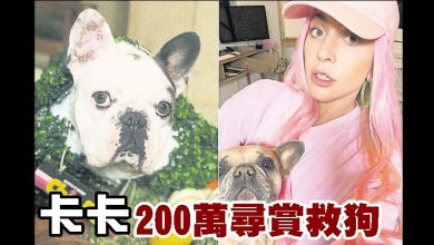 Photo of 卡卡200萬尋賞救狗