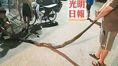 Photo of 北海十九廊養鴨場 再捉11呎蟒蛇