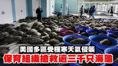 Photo of 美國多區受極寒天氣侵襲 保育組織搶救逾三千只海龜