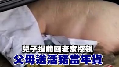 Photo of 兒子提前回老家探親 父母送活豬當年貨