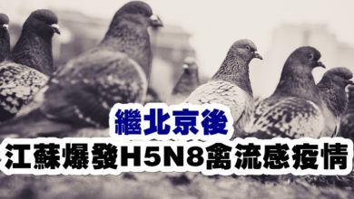 Photo of 繼北京後   江蘇爆發H5N8禽流感疫情