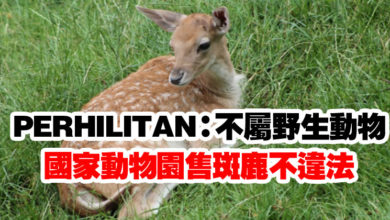 Photo of PERHILITAN：不屬野生動物   國家動物園售斑鹿不違法