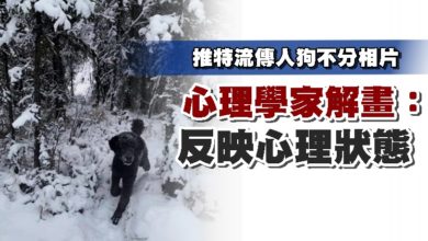 Photo of 推特流傳人狗不分相片 心理學家解畫：反映心理狀態