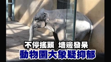 Photo of 不停搖頭 墻邊發呆  動物園大象疑抑郁