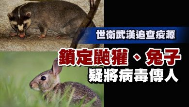 Photo of 世衛武漢追查疫源 鎖定鼬獾、兔子疑將病毒傳人