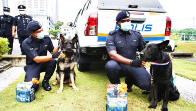 Photo of 醋夫殺妻案尋屍立功 2警犬受表揚