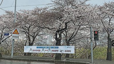 Photo of 韓國防疫 關閉賞櫻勝地