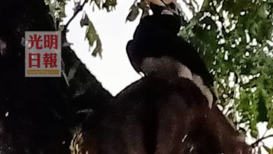 Photo of 冠斑犀鳥成功孵出幼鳥  太平動物園：民眾請遠觀勿干擾
