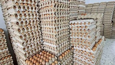 Photo of 禽總：沙門氏菌風波解決 雞蛋銷量價格回穩