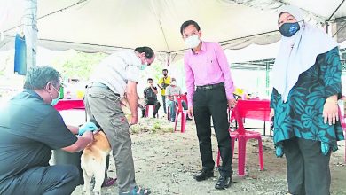 Photo of 若沒新狂犬症病例 太平武吉干當將脫離疫區