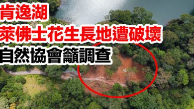 Photo of 肯逸湖萊佛士花生長地遭破壞 自然協會籲調查