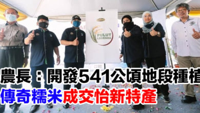 Photo of 農長：開發541公頃地段種植    “傳奇糯米”成交怡新特產！