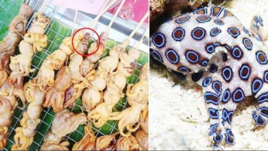 Photo of 毒性最強水生動物 燒烤攤再現藍圈章魚
