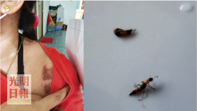 Photo of 新大發園組屋現隱翅蟲  已有10住戶被致傷