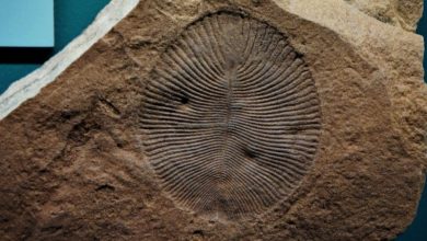 Photo of 科學家在三峽地區發現5.5億年前“指紋怪蟲”