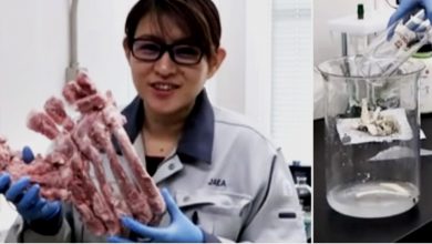 Photo of 日本研發新技術  豬骨去除核廢放射物質