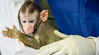 Photo of 疫苗研發成搶手貨 實驗猴身價飆4倍