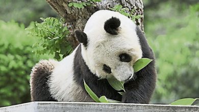 Photo of 旅日高齡熊貓患心臟病 或不送回中國