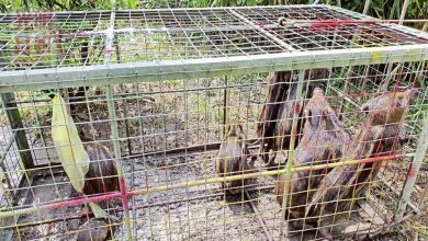 Photo of 闖百合花園覓食被捕 小山豬困籠 “豬親戚”守護