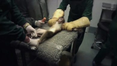 Photo of 西班牙實驗室爆虐待動物 檢警展開調查