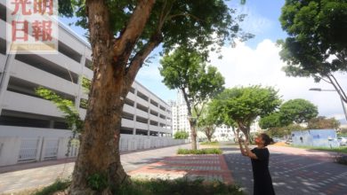 Photo of 林秀琴促當局派人  加強定期檢查移植樹