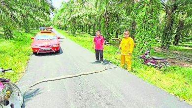 Photo of 路邊挖溝竄出2蟒蛇 泥機司機嚇壞