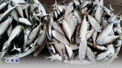 Photo of “大眾魚”市場價格高漲  檳消協促漁業局調查