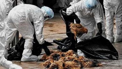 Photo of 西藏爆發H5N8禽流感  268只野禽發病死亡