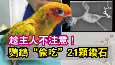 Photo of 趁主人不注意！  鸚鵡“偷吃”21顆鑽石