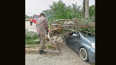 Photo of 倒樹擊中車2男受傷