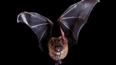 Photo of 科學家研究發現  蝙蝠生病會“自我隔離”