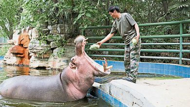 Photo of 動物享粽迎端午