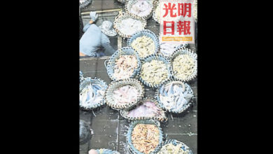 Photo of 行情不好缺購興 蝦姑甘望魚跌價