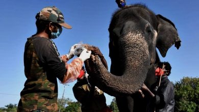 Photo of 亞洲獅染冠病死 印度保育區28大象進行檢測